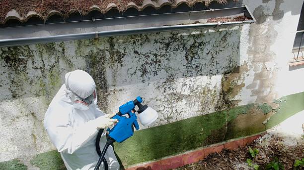 Top rated local Mold Testing specialists in Lewistown, IL